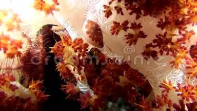 鞣质和白色牛皮癣对软珊瑚棘软珊瑚松瑚棘。 2.夜间潜水